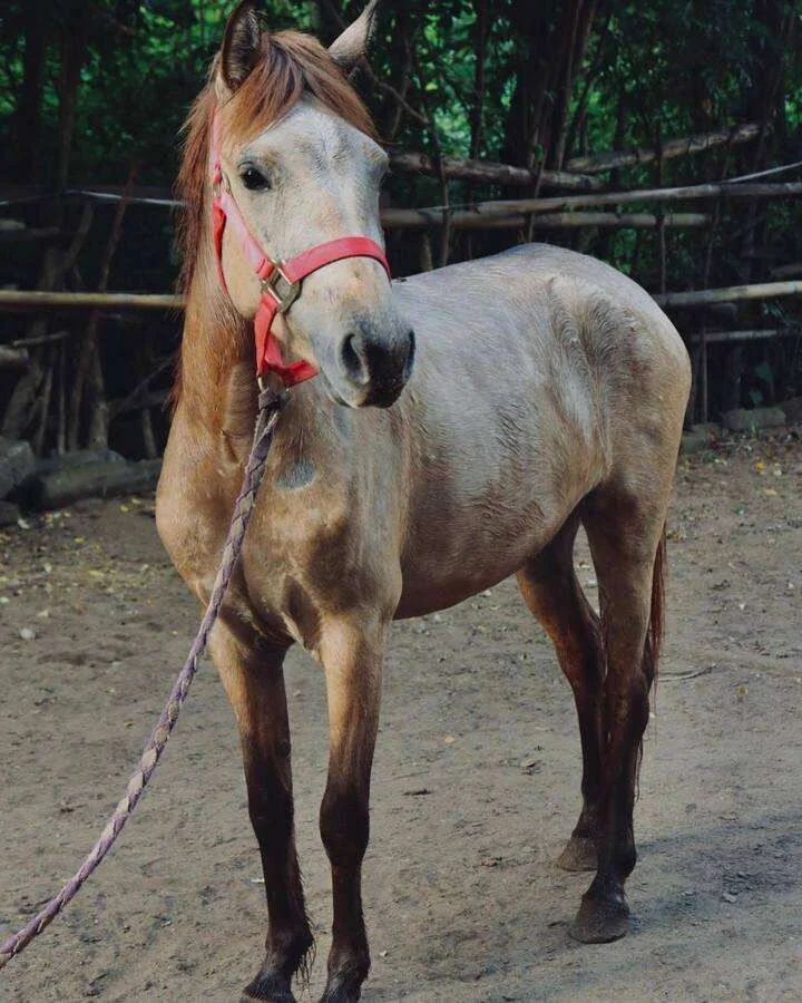 A horse photographed by Horses of Gili