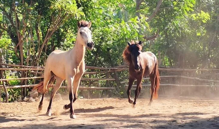 Horses running together outdoors