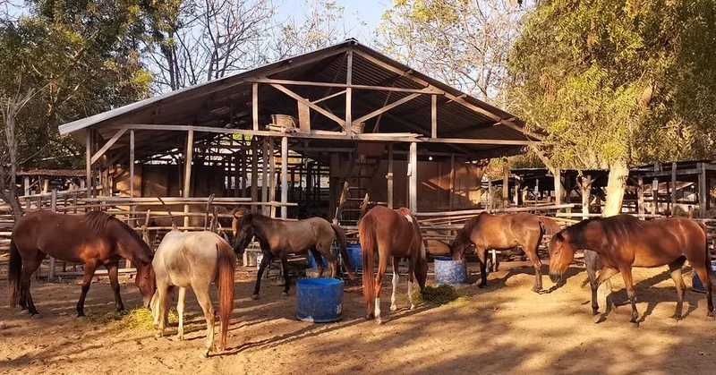 Rescued ponies eating together at the sanctuary
