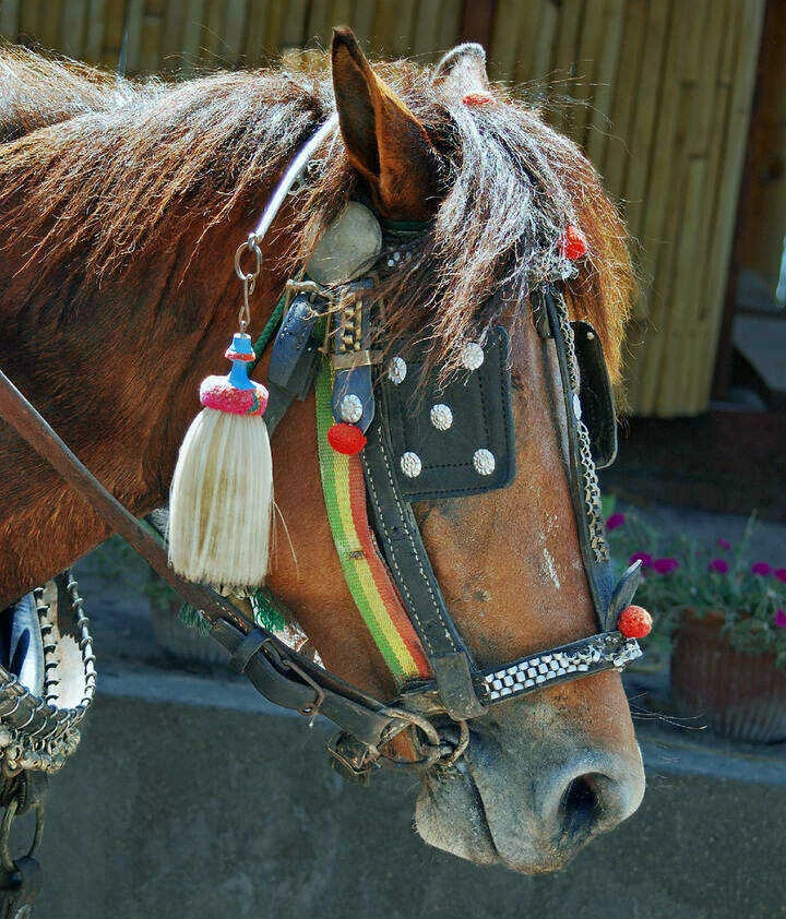 Close view of a Gili working horse wearing a harness
